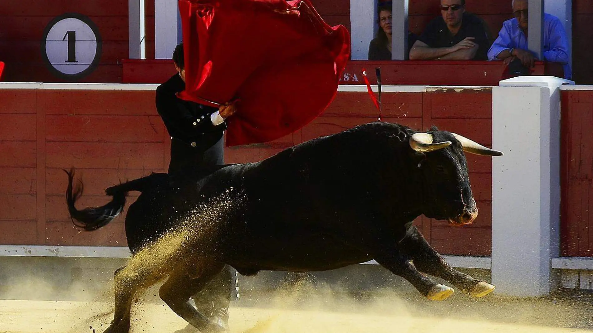 Toro y torero en plaza