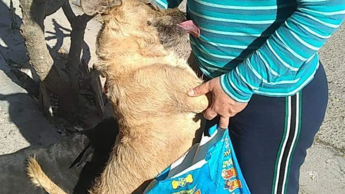 perros-gatos-calle-angelica 3