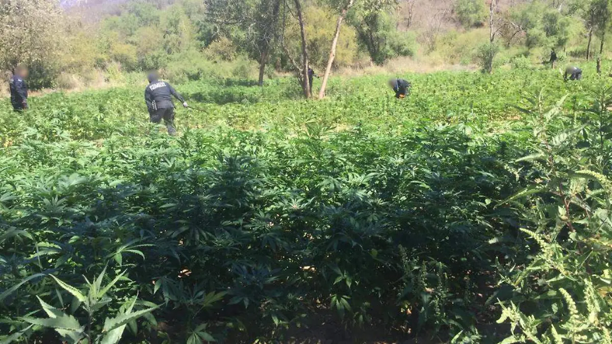 Marihuana 2