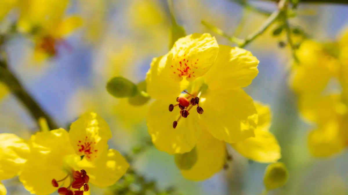 Especial Arbol palo verde - Mike Acosta (4)