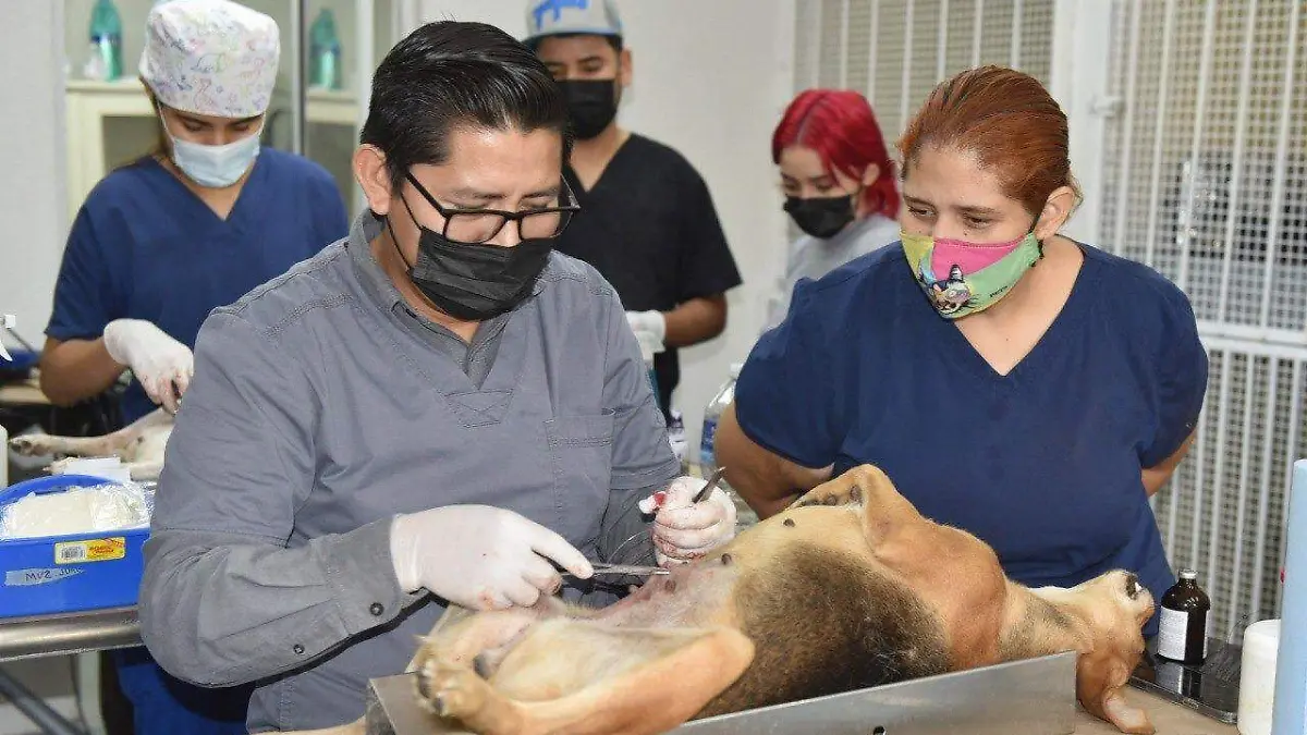 El CACyF ofrece esterilizaciones gratuitas en Hermosillo
