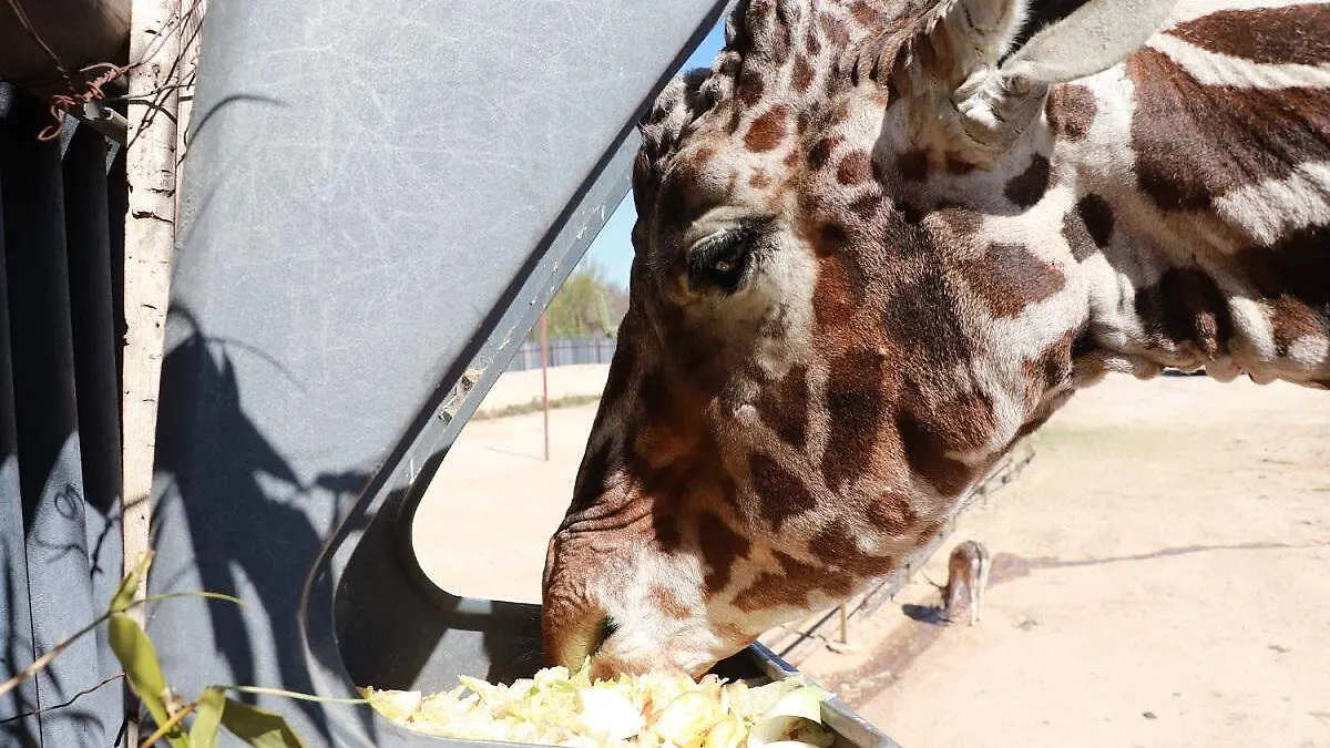 Jirafa Pancho en el Centro Ecológico de Sonora