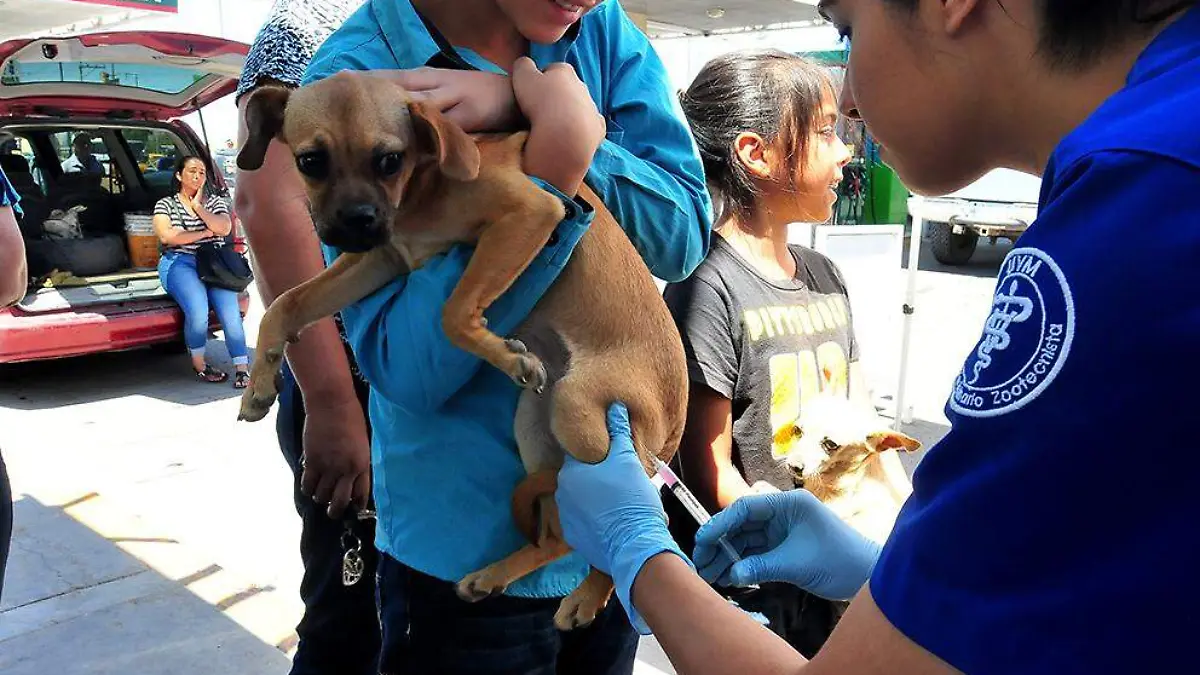 Esterilización mascotas