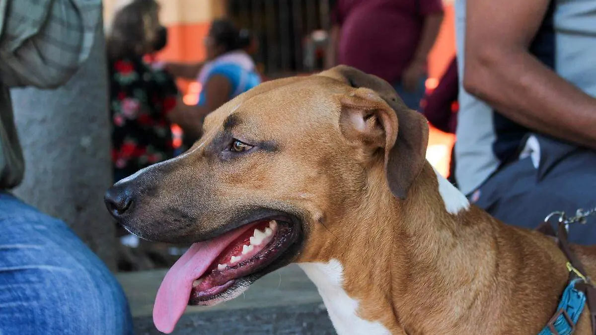Mascota centro perro - Mike Acosta (3)