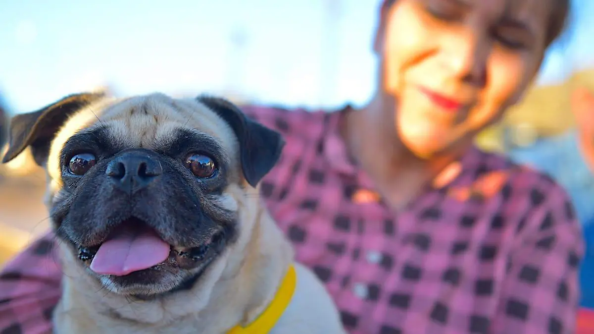 perros en jornada de esterilización (2)