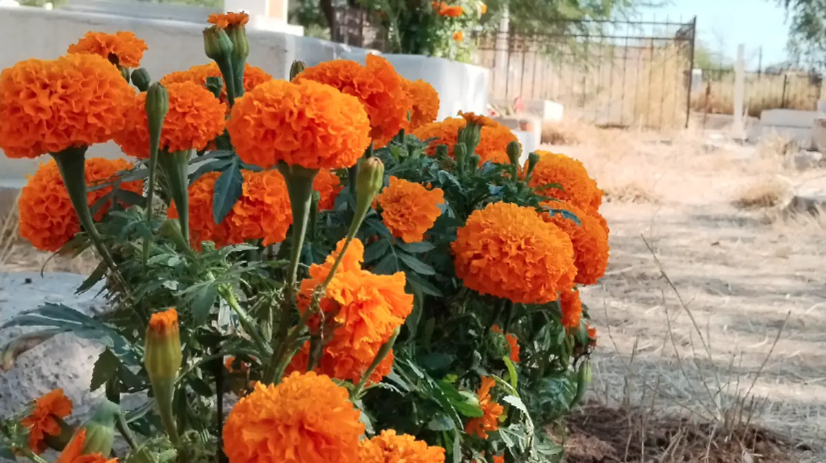 Tumba y flor de cempasúchil en el panteón