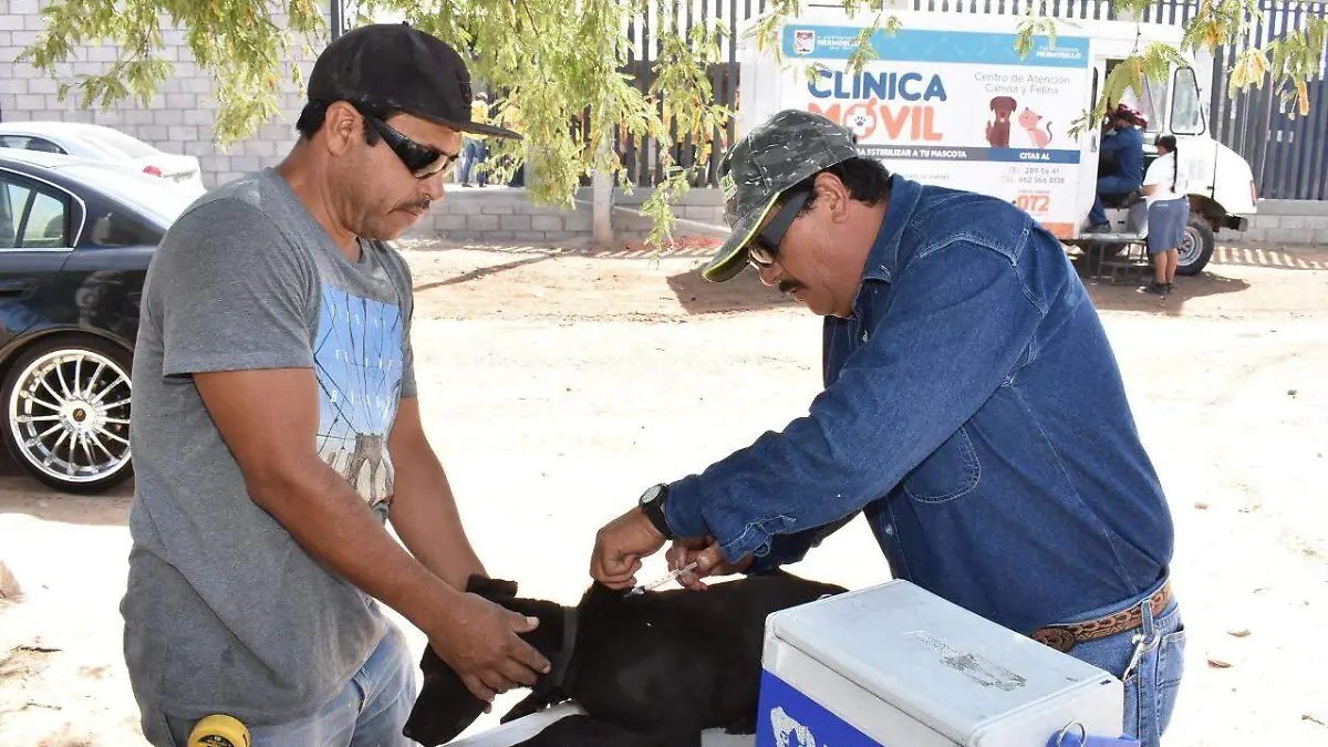perros