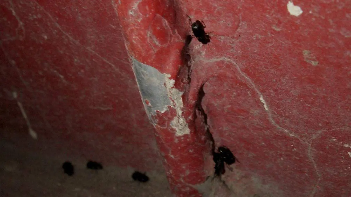 Insecto negro durazo