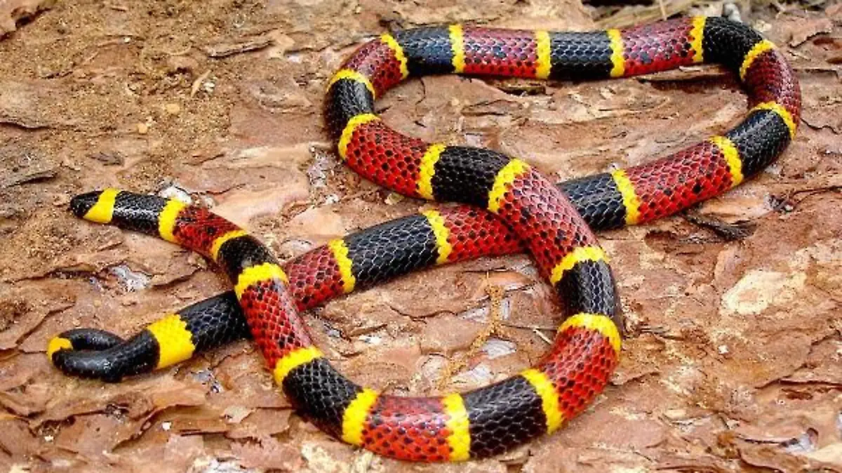 Coralillo es una especie venenosa de Sonora