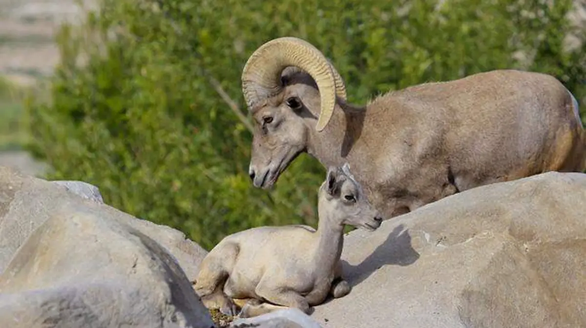 Los borregos cimarrón están en peligro de extinción