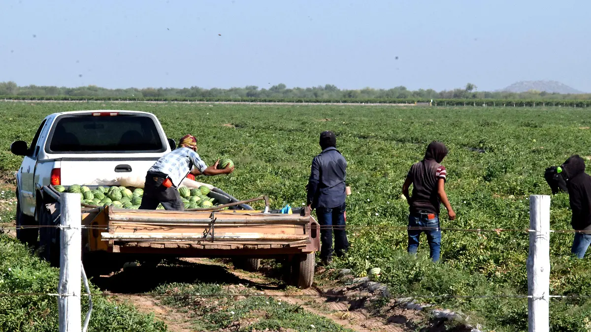 La cosecha de sandía es de las más importantes en la entidad