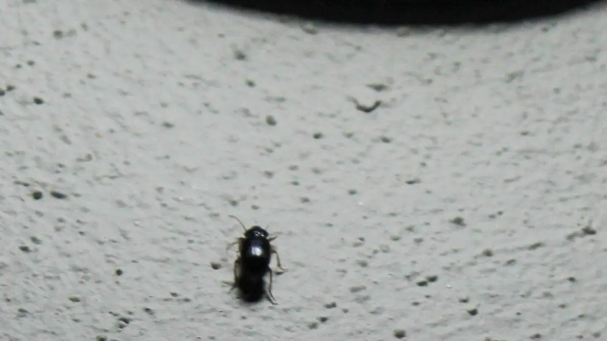 insecto Negro durazo