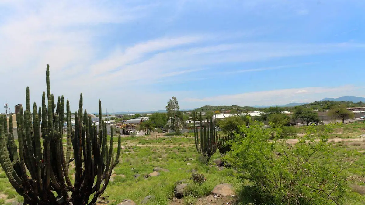 Hermosillo-verde-árboles-vegetación (8)