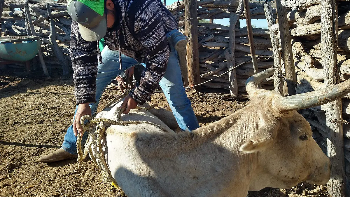 Efectos de la sequía ganado 