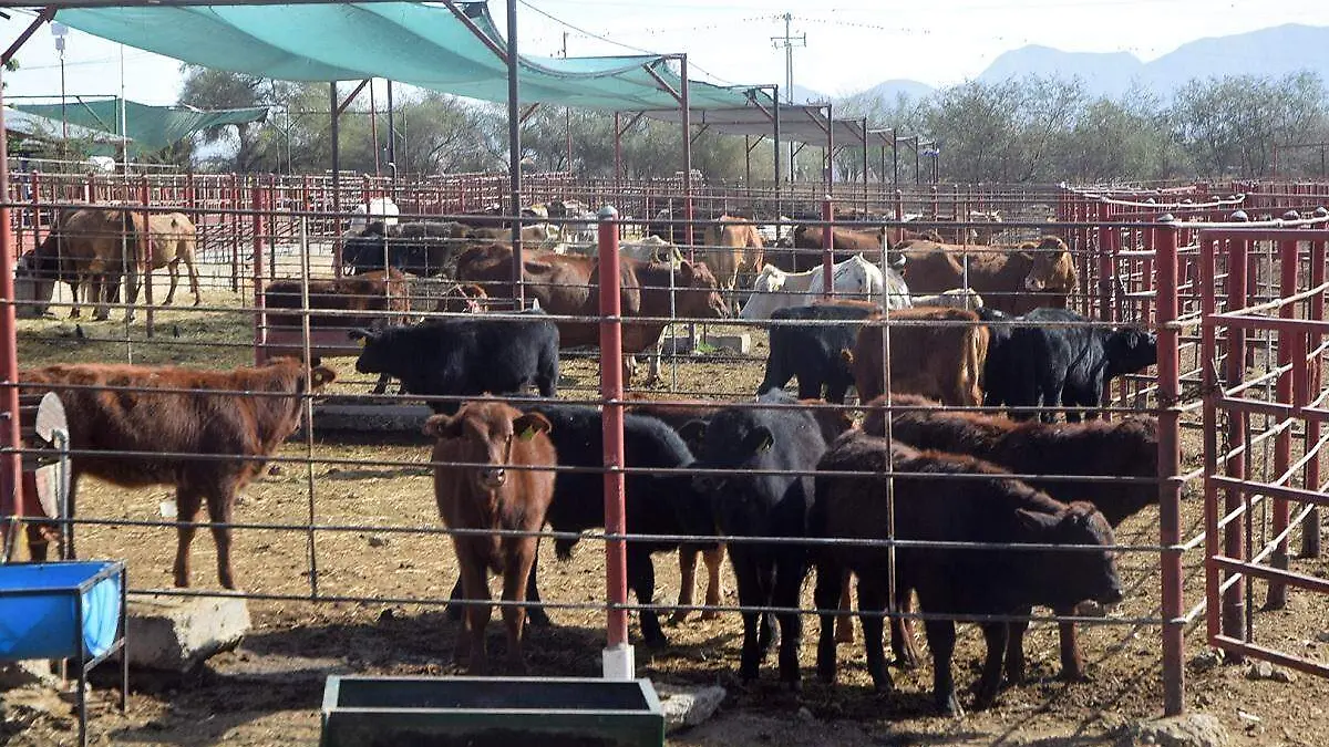 Ganado vacuno de Sonora