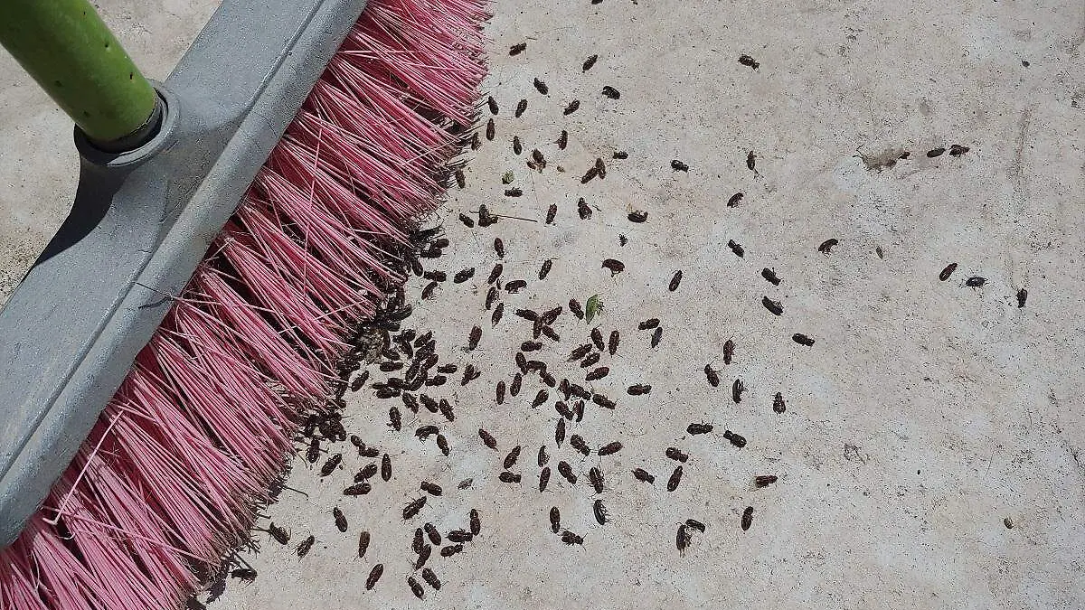 insecto negro durazo