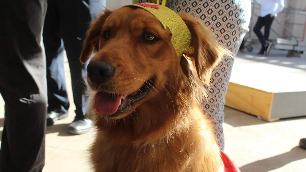 Perrito asistente a evento con el gobernador