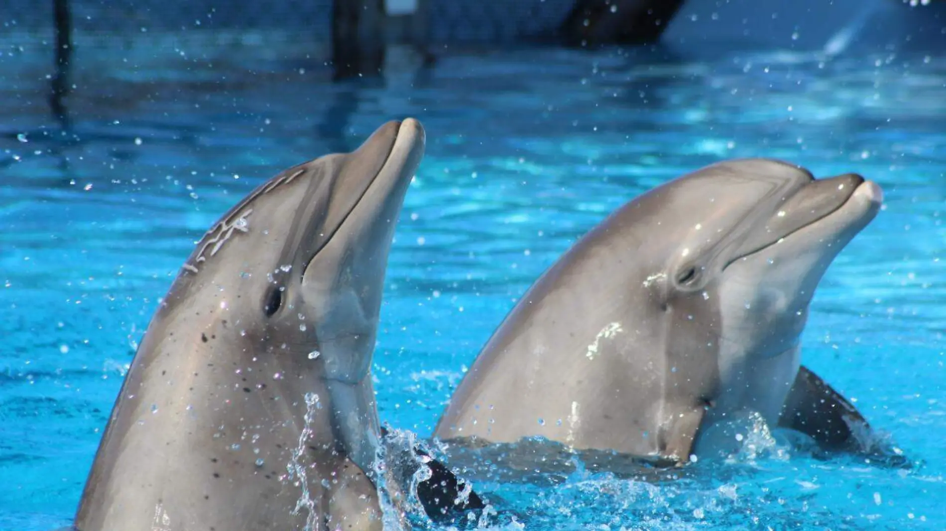 delfines