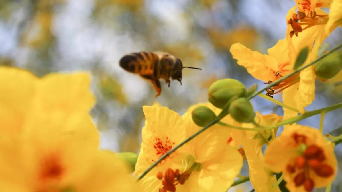abeja 2