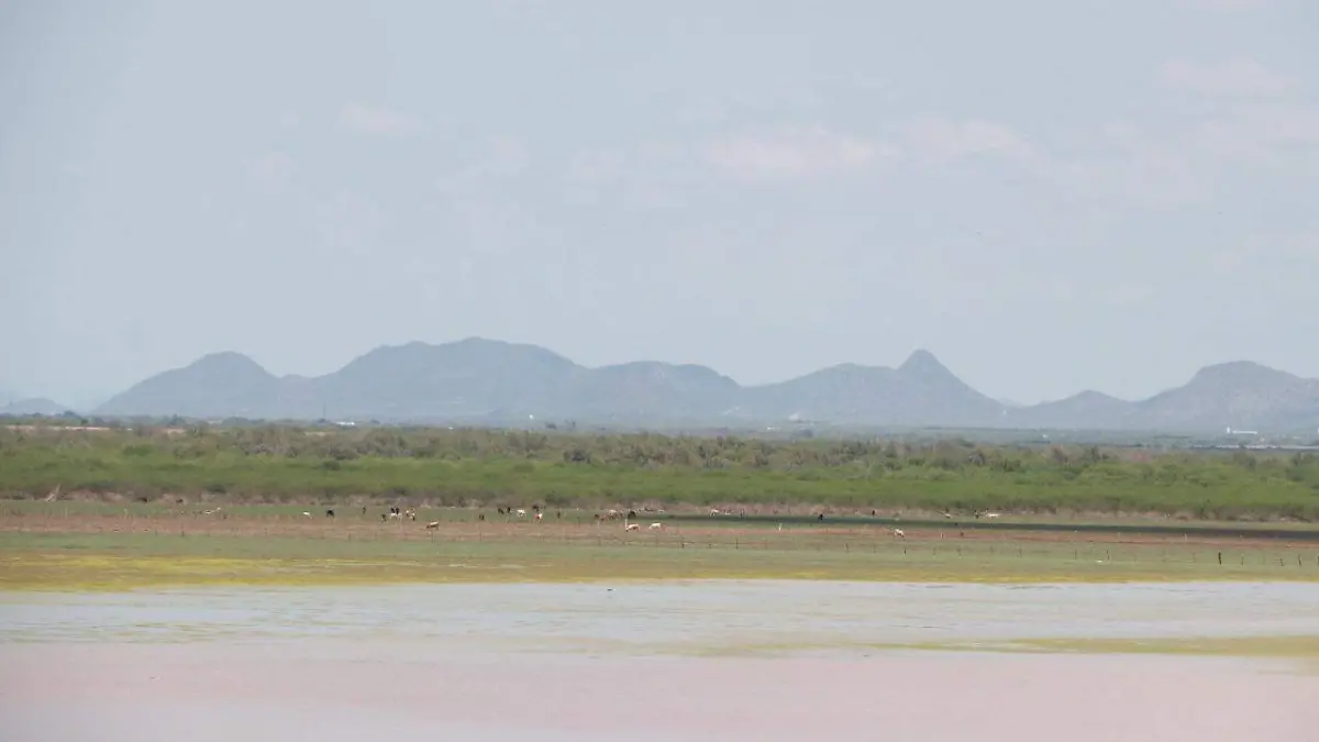 vacas-atrapadas-presa-Hermosillo 1