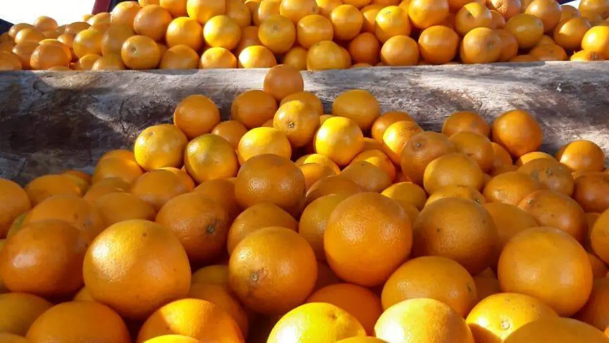 venta de naranjas 
