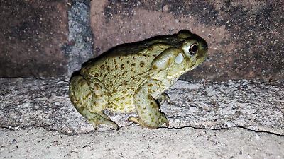 Sapo del Desierto de Sonora: está en peligro, no los mates; autoridades  piden cuidarlos - El Sol de Hermosillo | Noticias Locales, Policiacas,  sobre México, Sonora y el Mundo