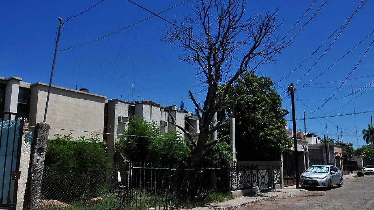 Árbol caído