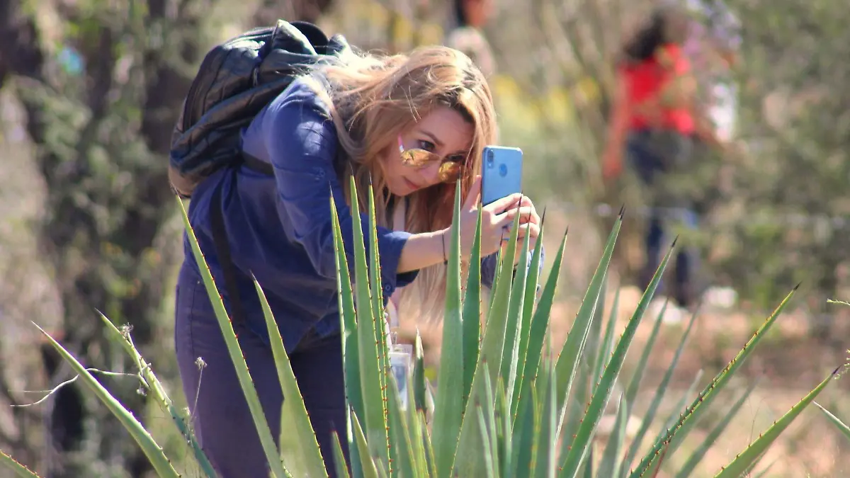 ruta-bacanora-planta-agave