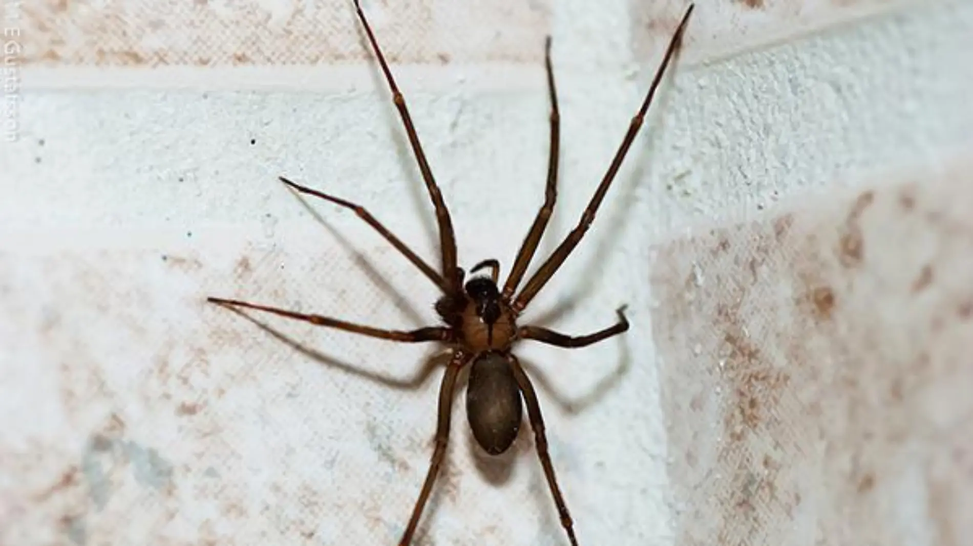 Araña en la pared