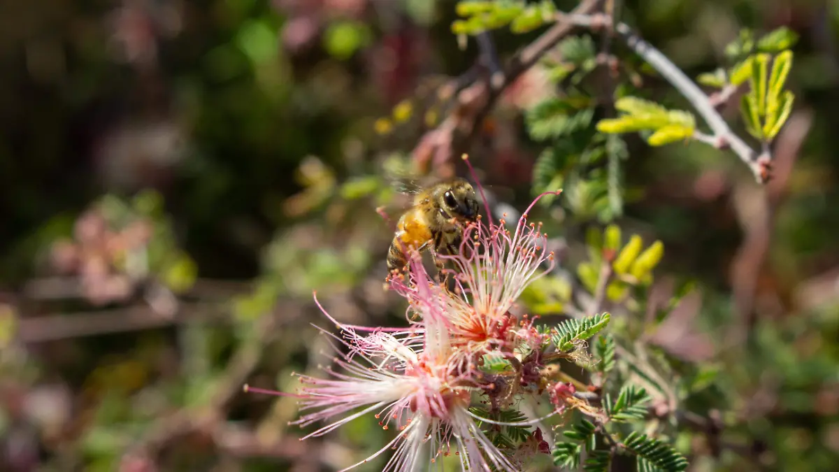Parque polinizador glorieta panteón Yáñez 