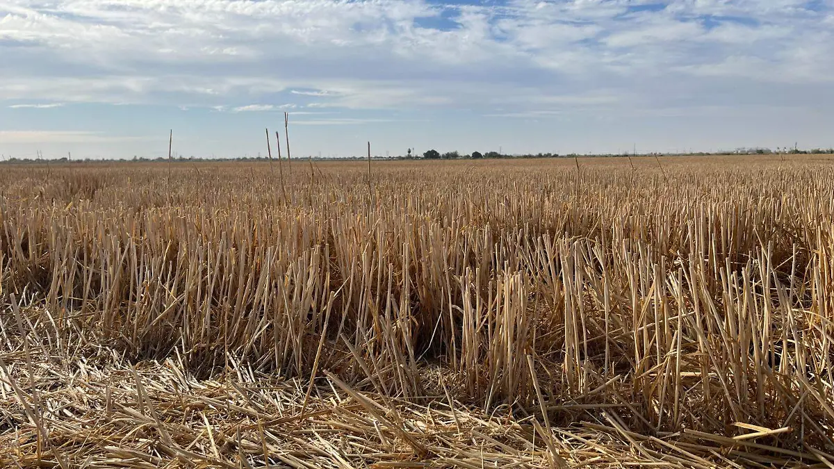 sequía en Sonora, sin lluvias en el verano 2023