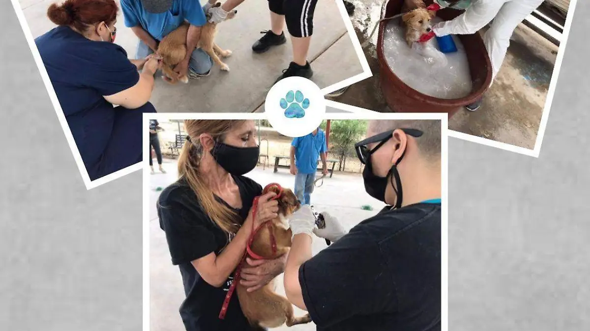 Jornada de Pata de Perro en la colonia Arcoíris