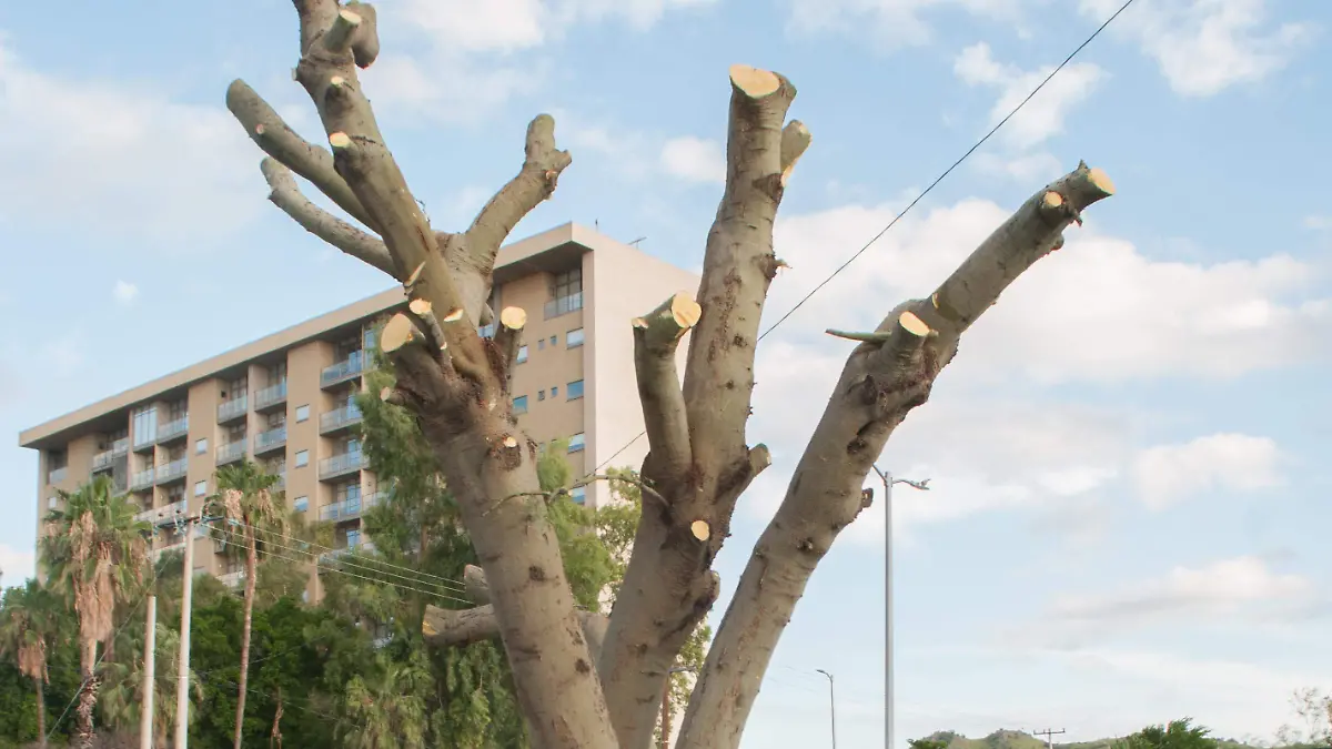 Árbol