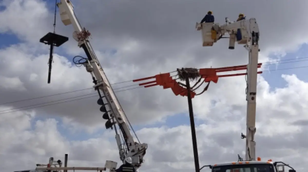La CFE construyó 31 nidos artificiales para proteger a crías de águilas y evitar apagones