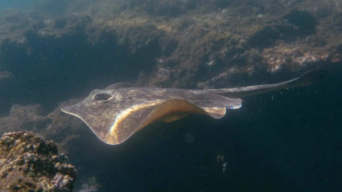 mantaraya