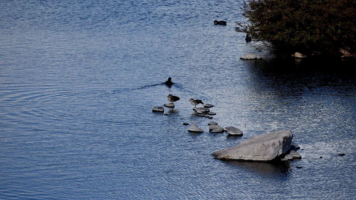 Humedal Poniente Hermosillo