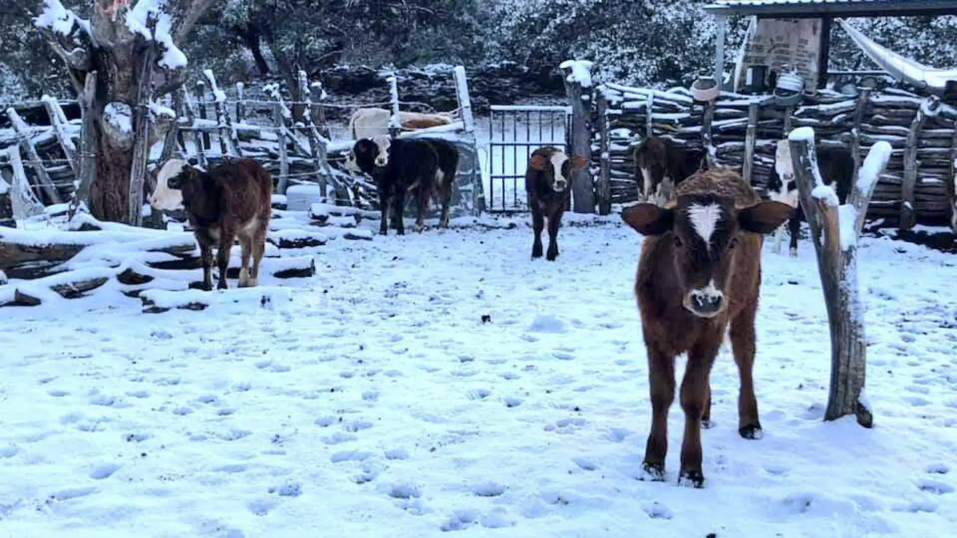 nieve