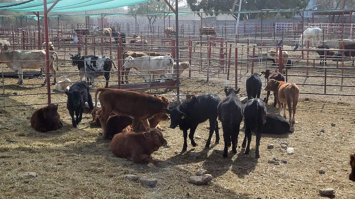 Ganaderos de Sonora se vieron en la necesidad de anticipar la exportación de las reses