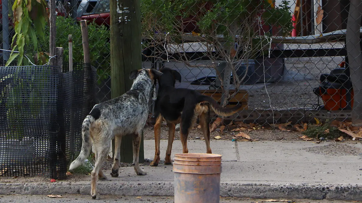 Mascotas animales perros - Mike Acosta (4)