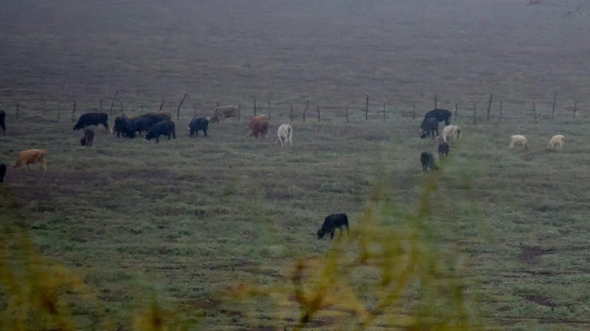 ganado vacas presa Abelardo L. Rodrígez (1)