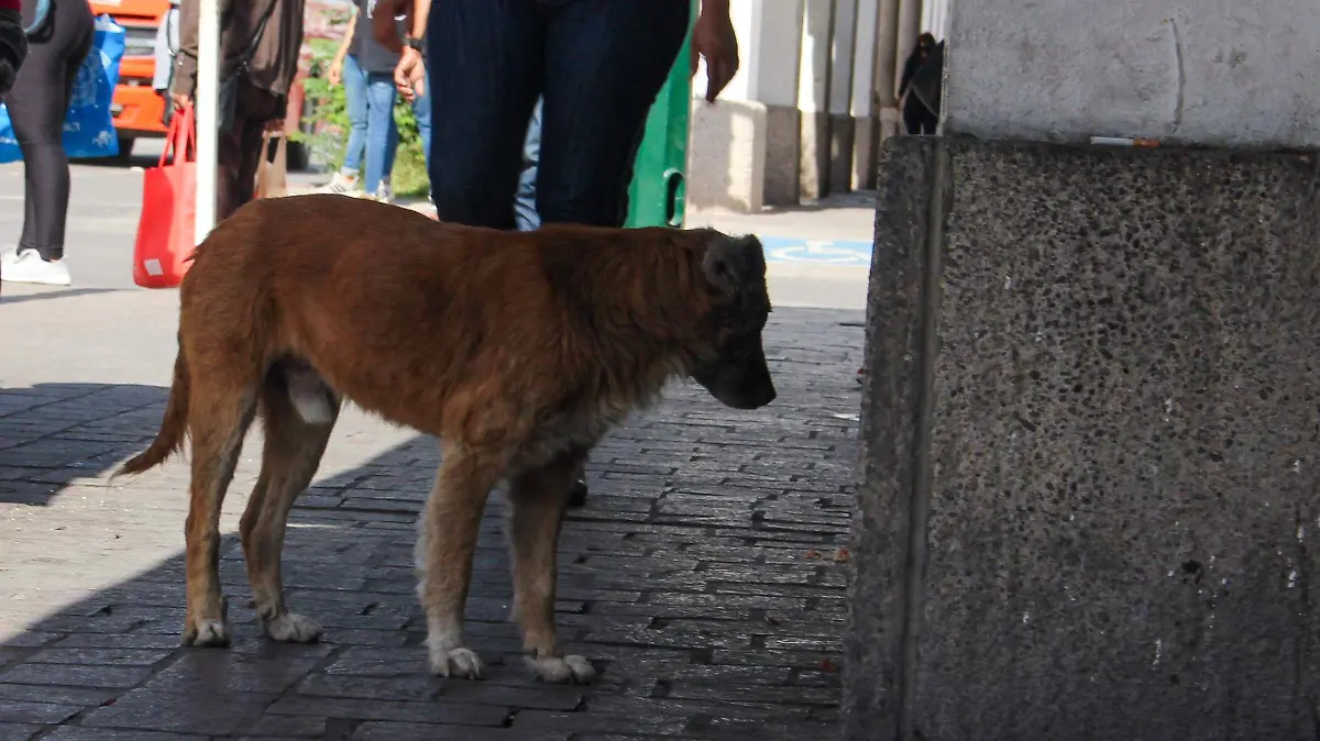 Perros callejeros - Mike Acosta (10)
