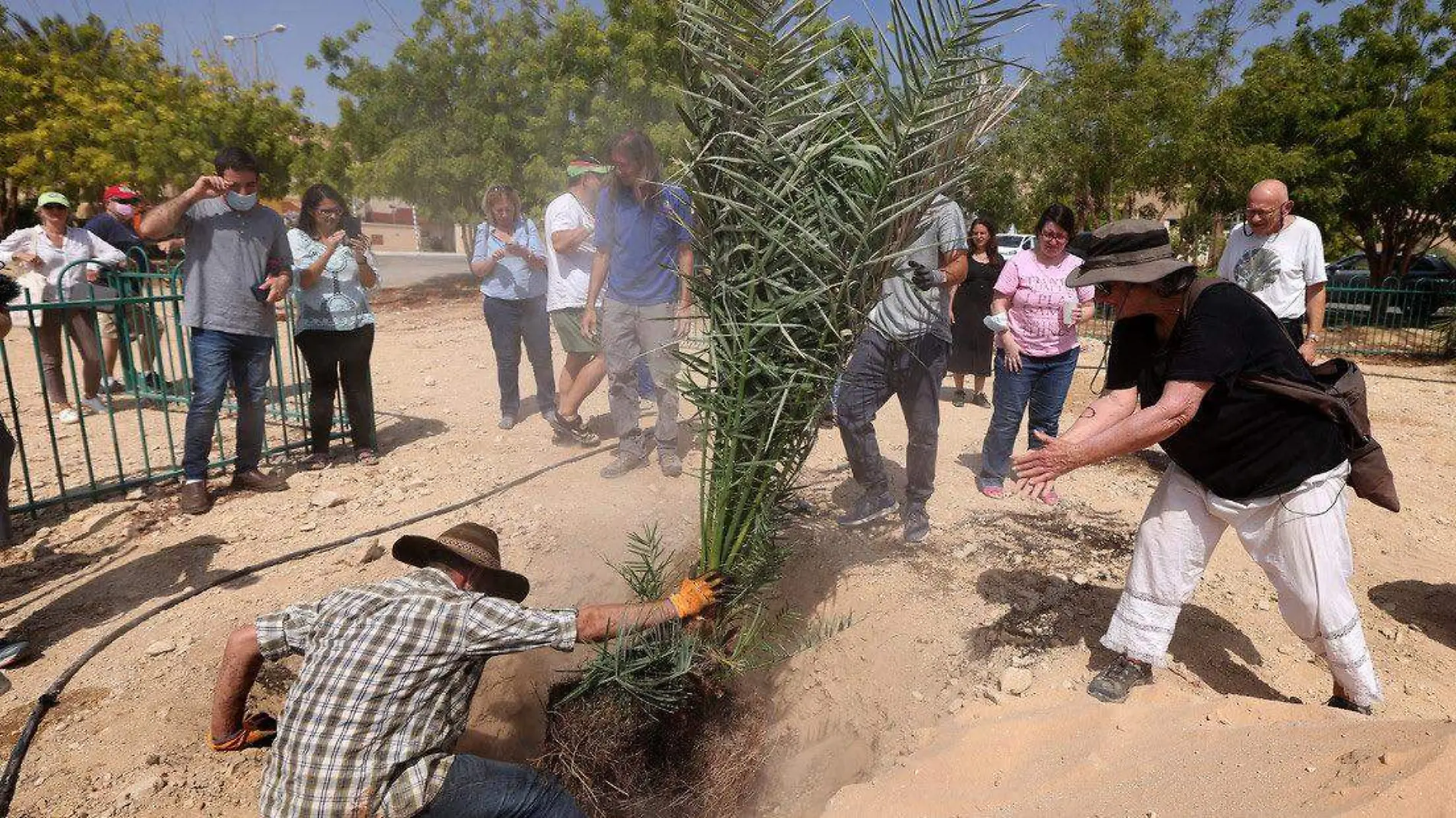 Las semillas germinadas remontan al Reino de Judá