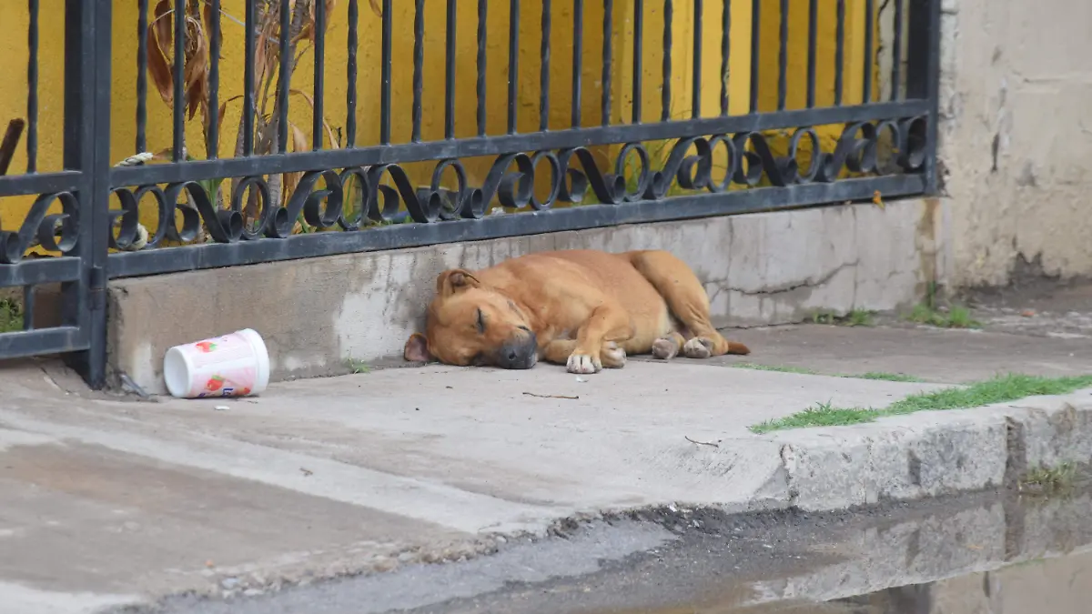 Perros-Callejeros-perritos-calle