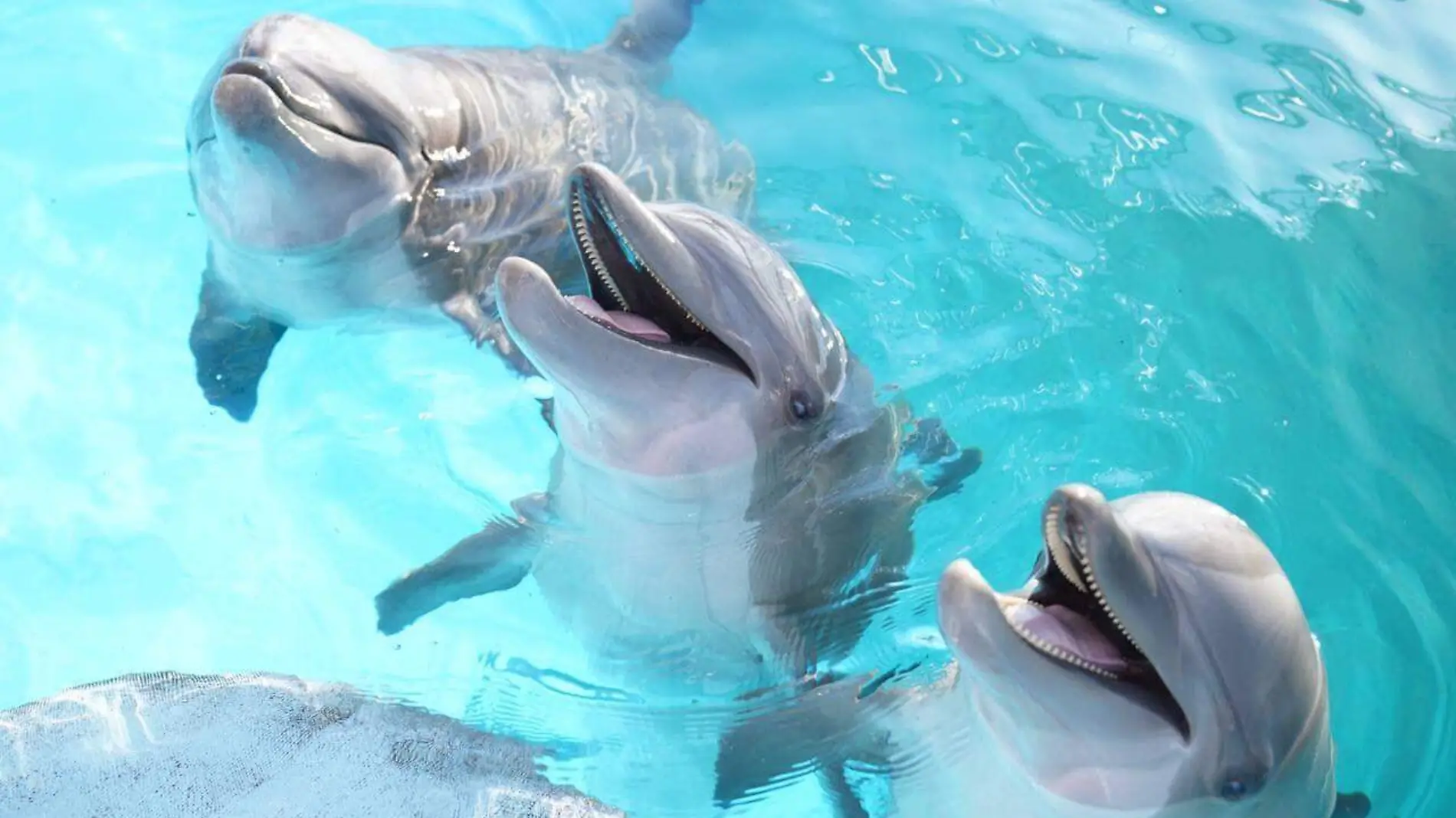 Delfines