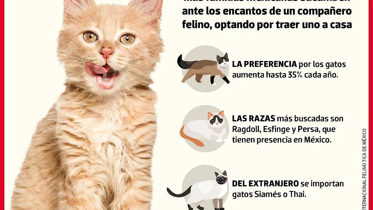 Infografía de gatos