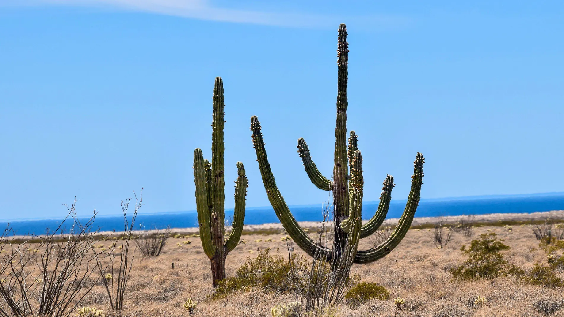 Puerto Libertad mar y cactus