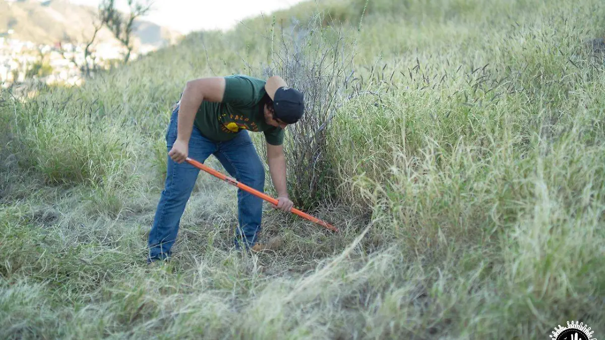 Zacate Buffel: un peligro para el desierto de Sonora 