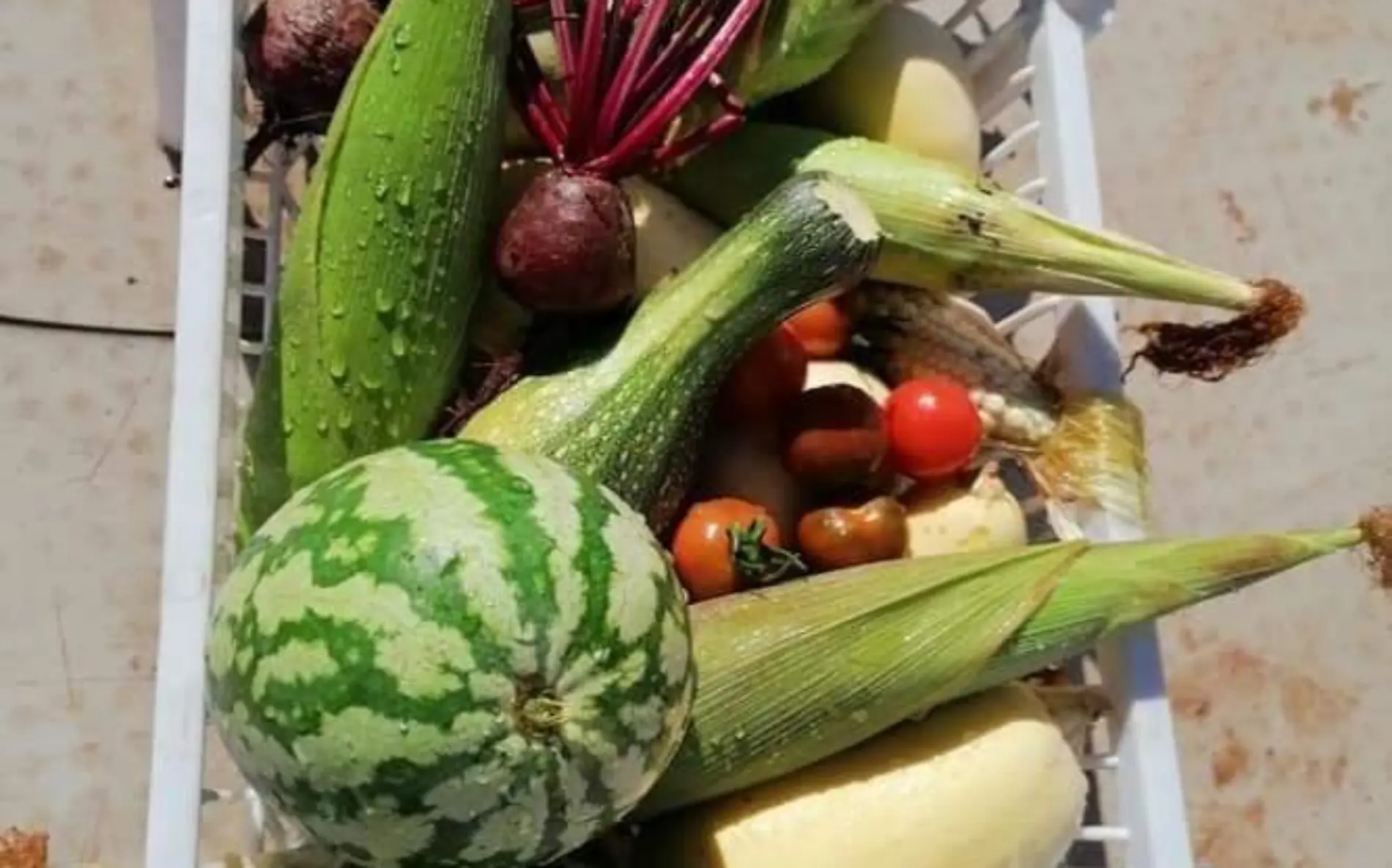 Verduras cultivadas en el huerto de la comunidad seri