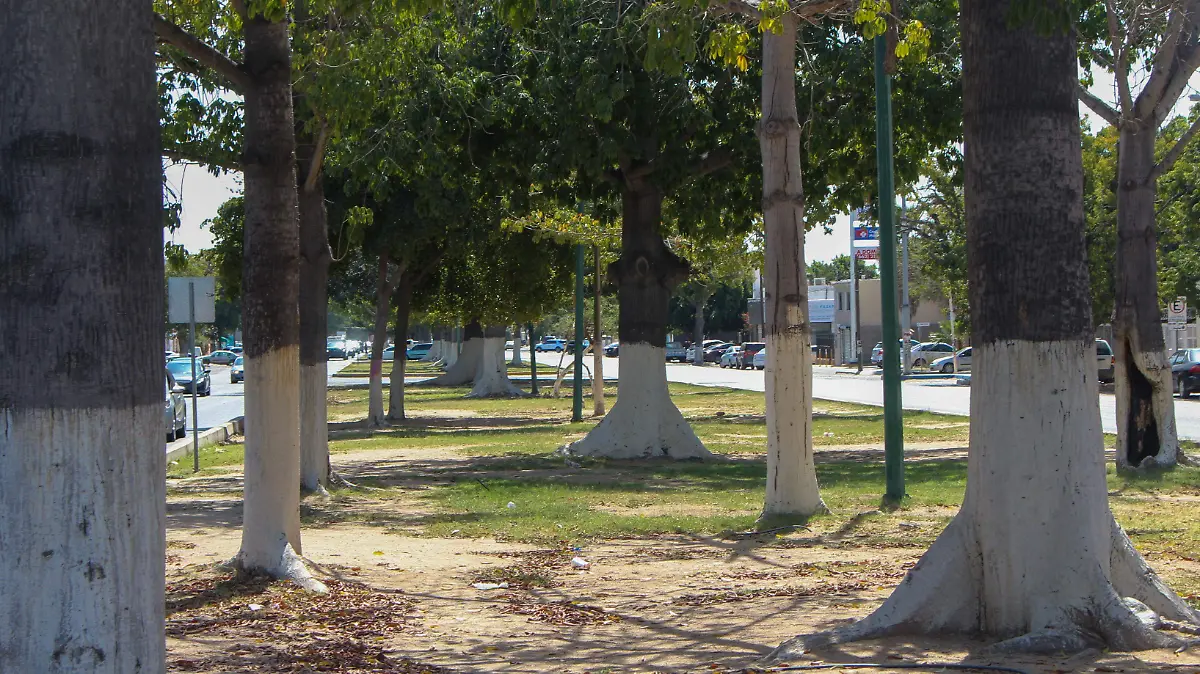 Tematica-arboles-naturaleza