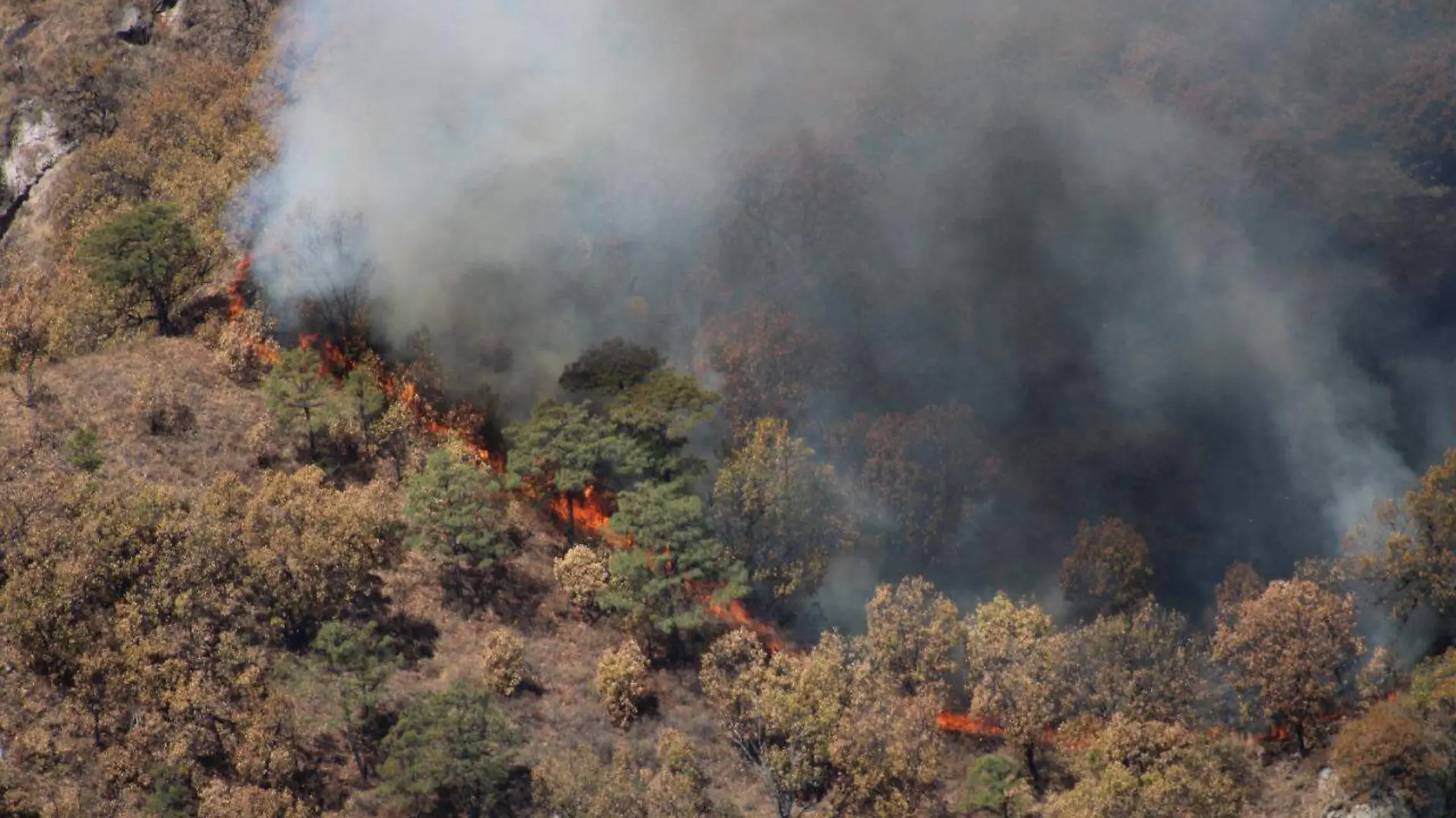 Incendio forestal en la Sierra de Álamos 